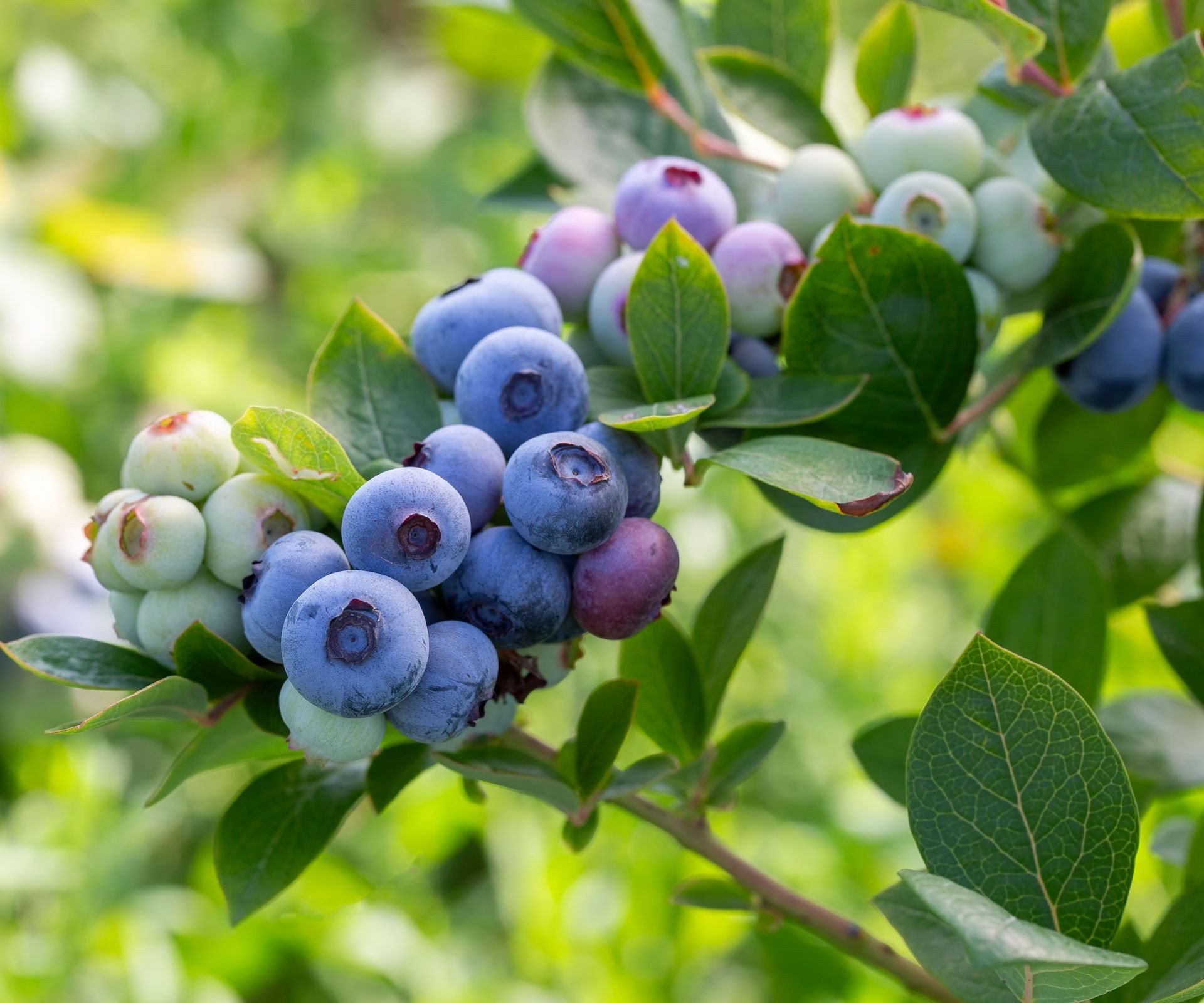 Ripe blueberries growing on a compact bush in a home garden setting