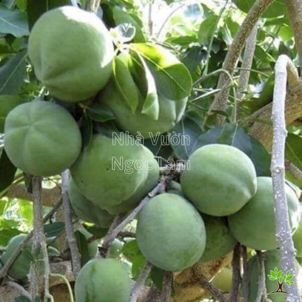Ripe Canistel fruits on a tree branch