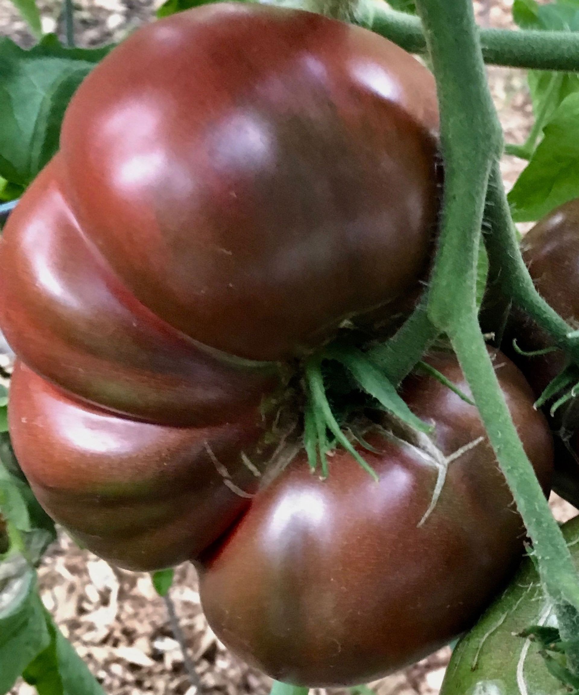 Ripe Cherokee Purple tomato variety still on the plant