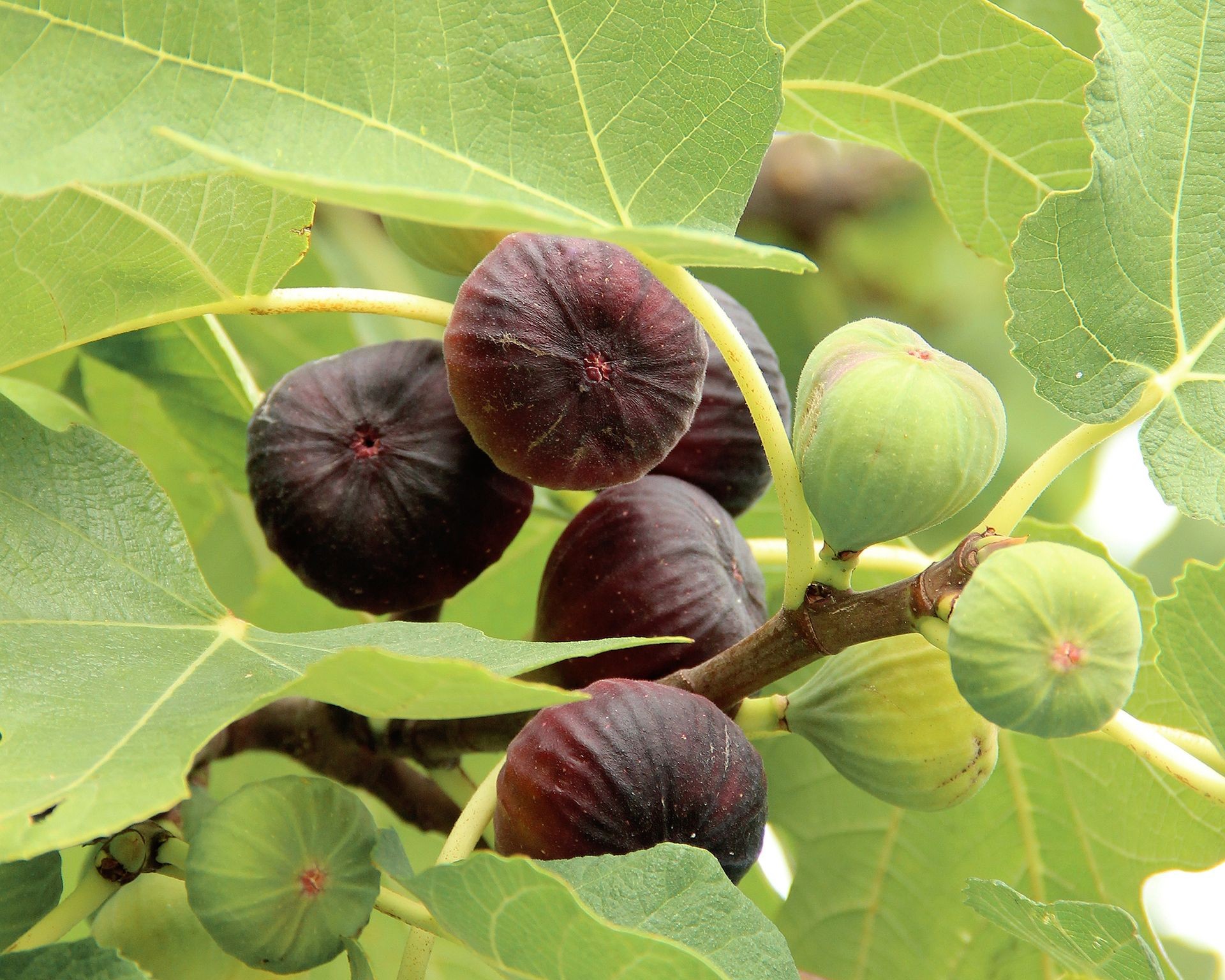 Ripe green and purple figs growing on a branch of a fig tree