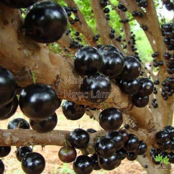 Ripe Jaboticaba fruit growing directly on the tree trunk