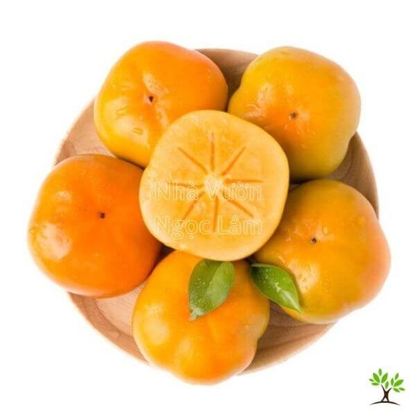 Ripe orange Fuyu Persimmon fruit on a branch