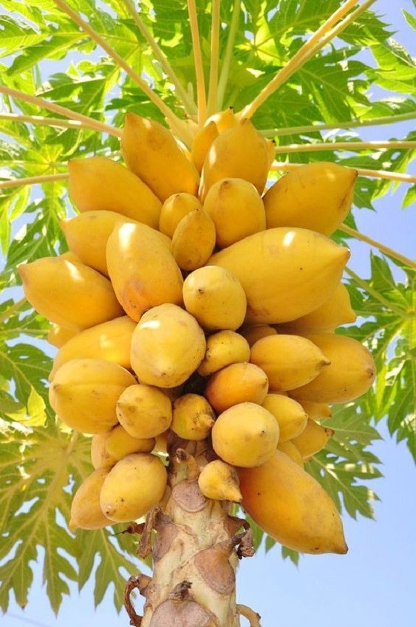 Ripe orange papaya fruit growing on a tree trunk