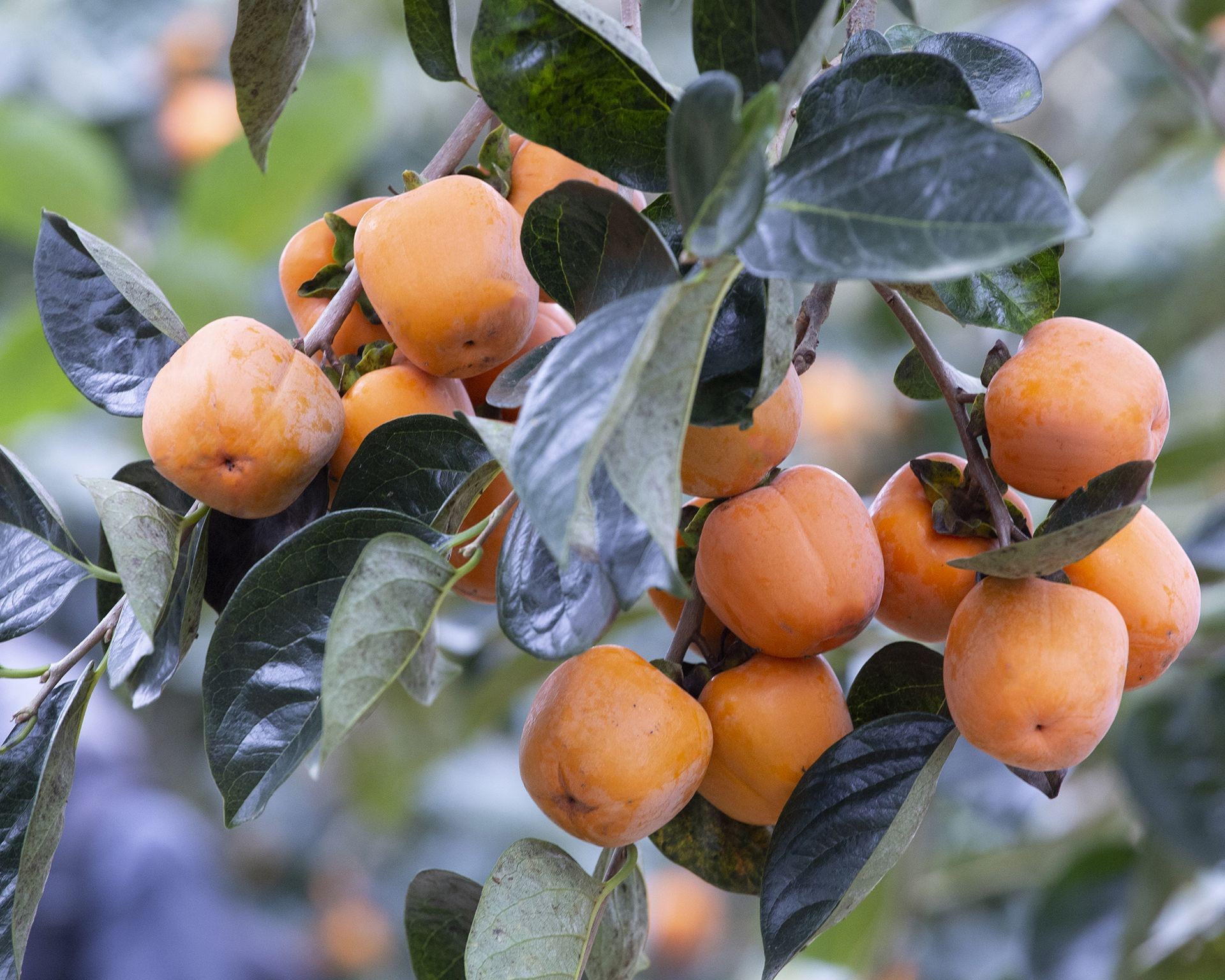 Ripe orange persimmon fruits hanging from a tree branch