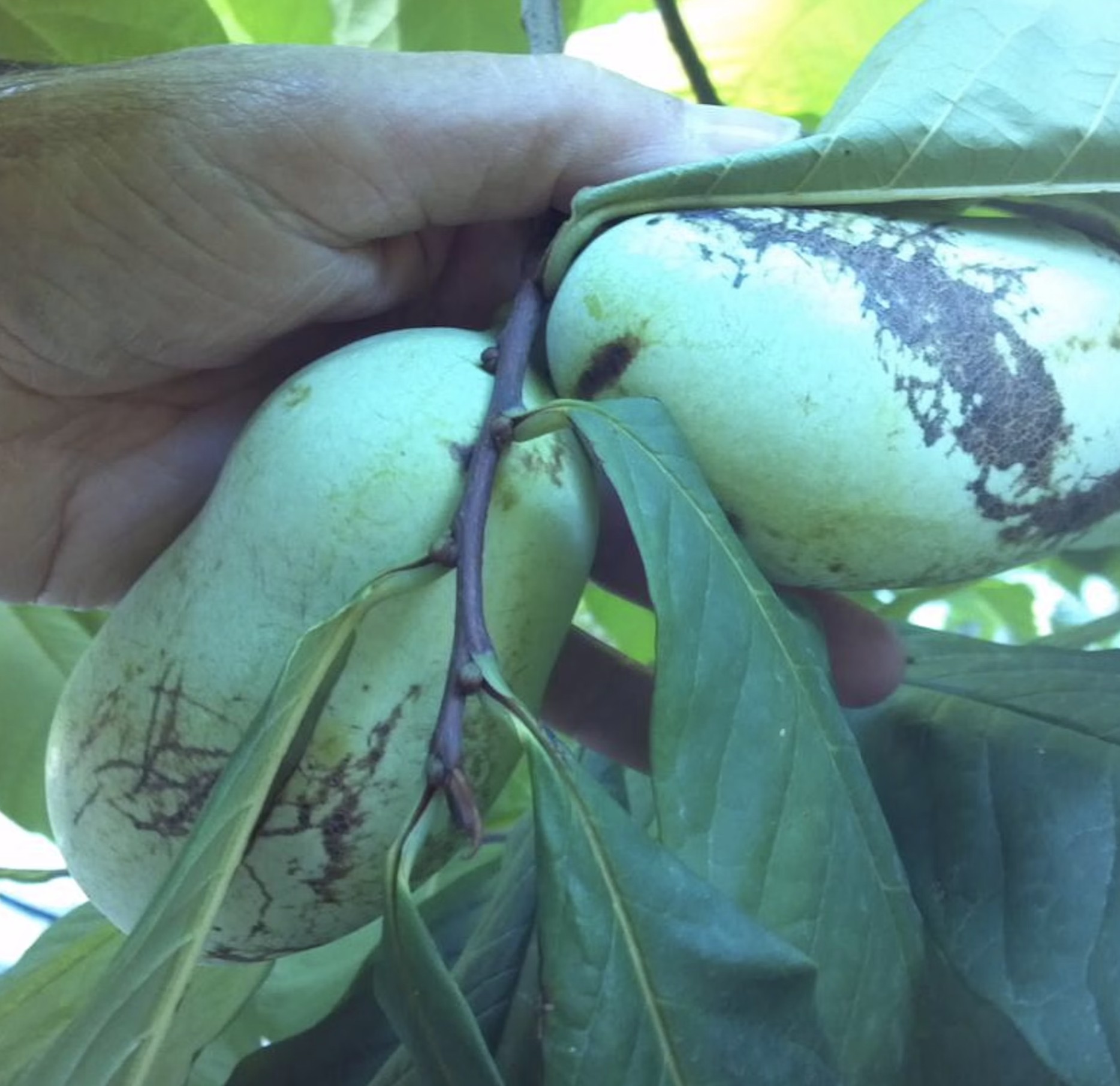 Ripe pawpaw fruit hangs from a branch, showcasing its unique shape.