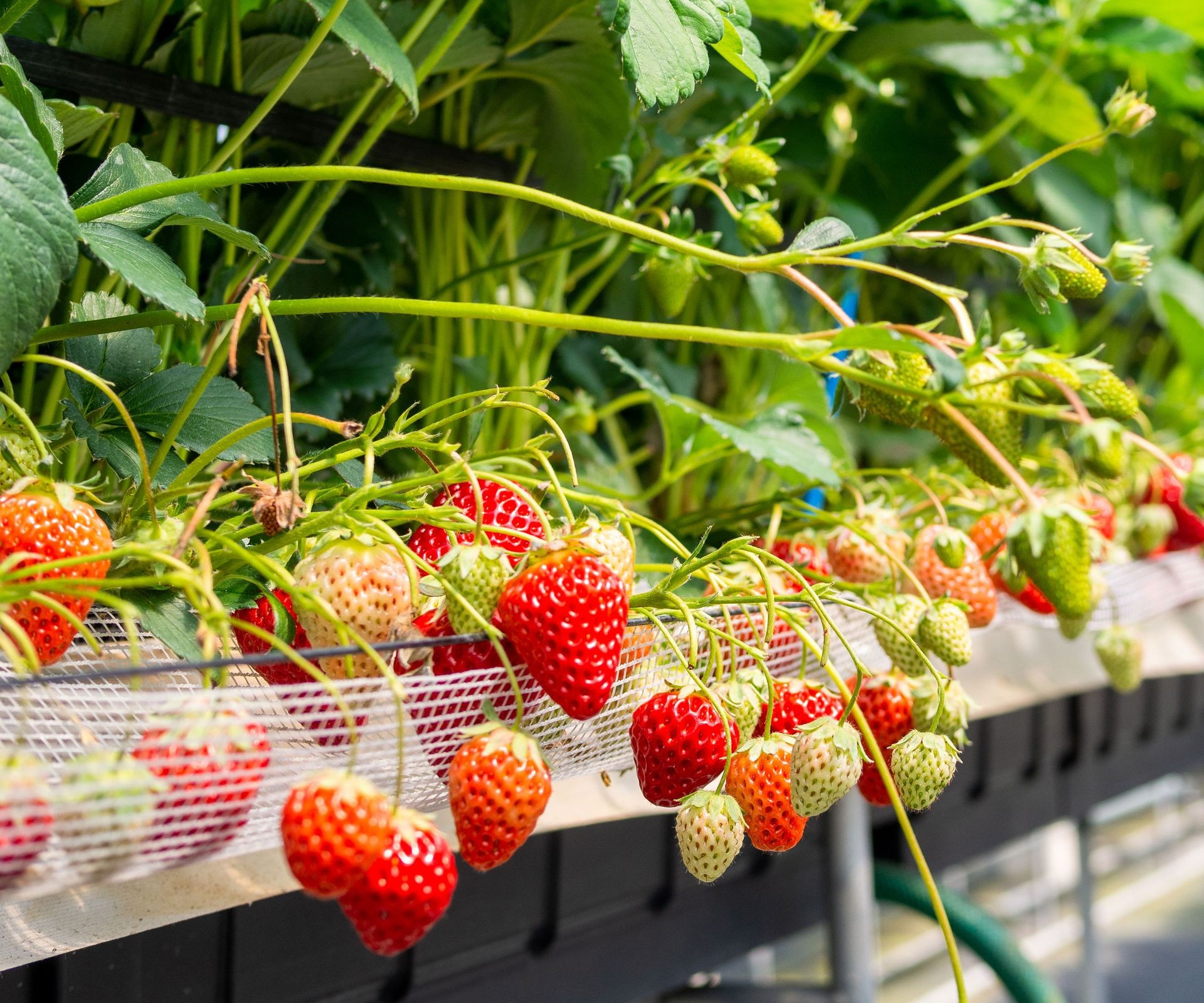 Ripe red strawberries growing in a hydroponic net pot system