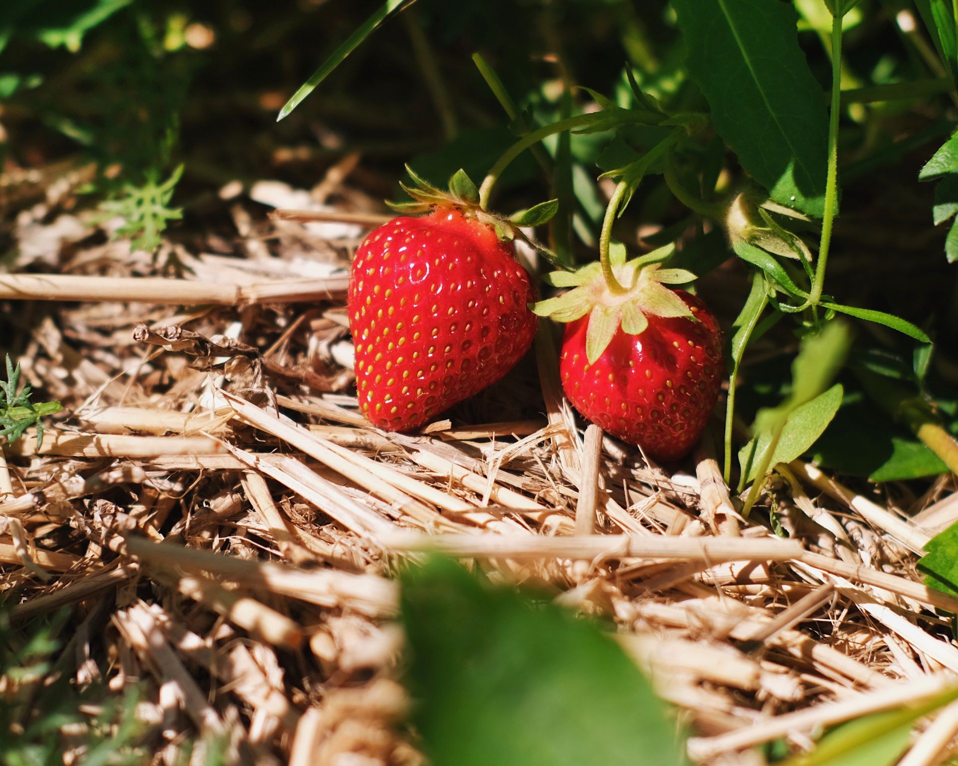 Ripe strawberries resting on a bed of straw mulch, kept clean and off the soil