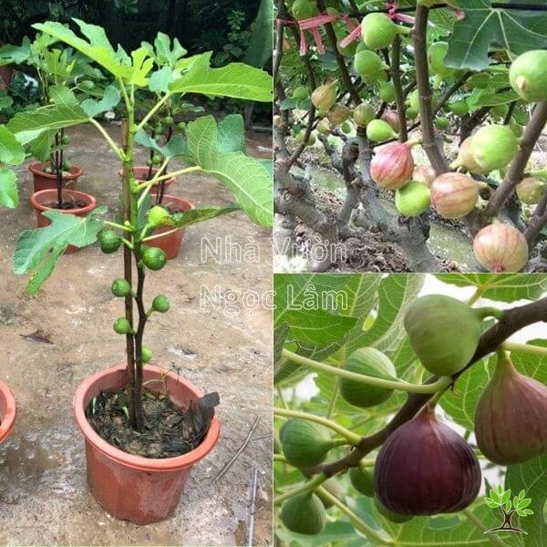 Ripe 'Sung My' figs on a branch, showing their distinctive pear shape and purplish skin.