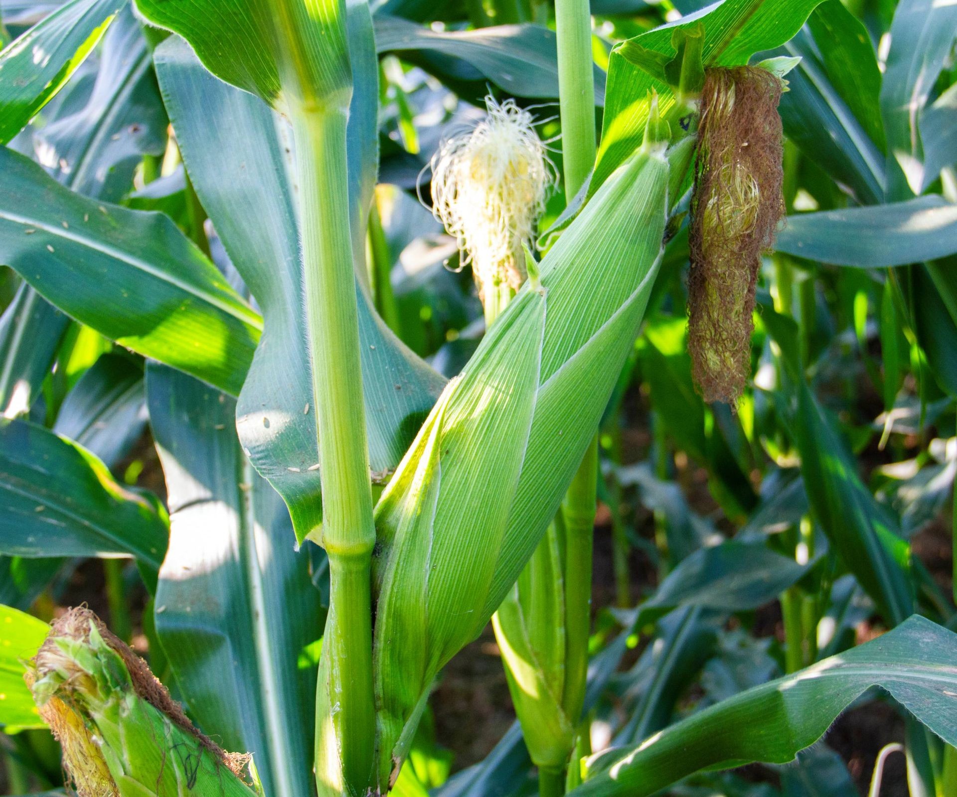 Ripe sweet corn ears growing on the stalk in a field