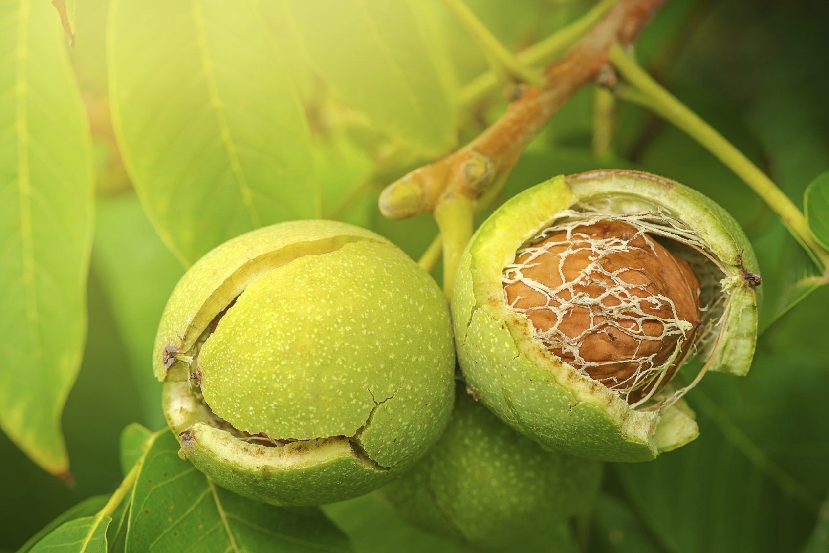 Ripe walnuts hanging on a tree branch, ready for harvest.