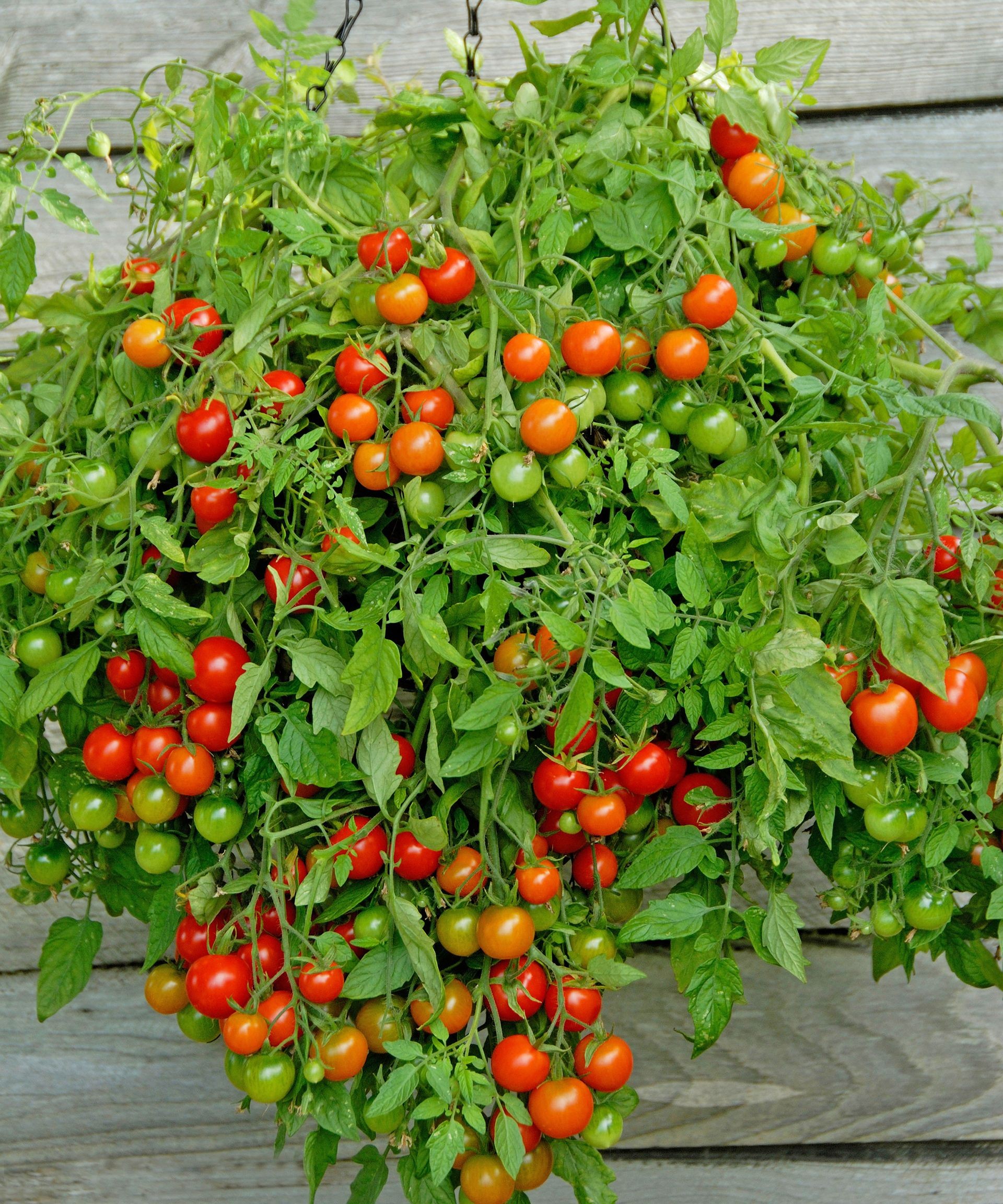 Ripened red cherry tomatoes cascade over the edge of a hanging basket, ready for harvest.