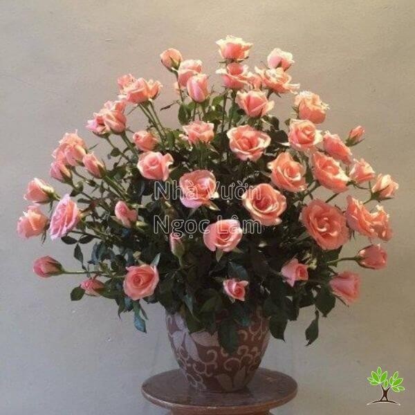 Rose arrangement in a tall vase shaped like a fan