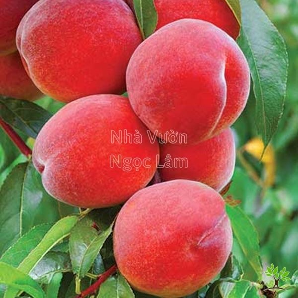 Round, reddish-pink Japanese Heavenly Peach fruits on a branch