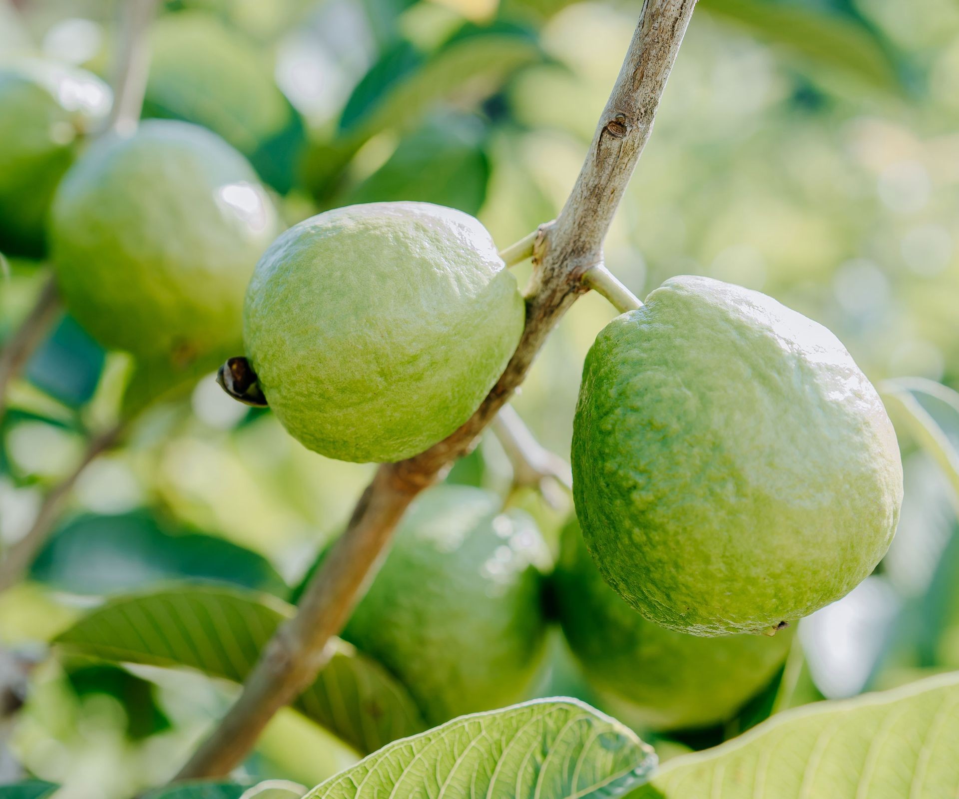 Round, yellow-green guava fruits hanging from a tropical guava tree
