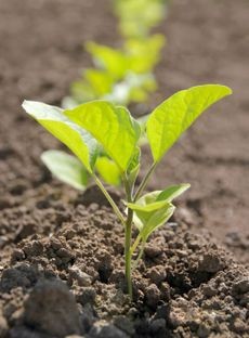Row of young eggplant seedlings spaced in garden soil