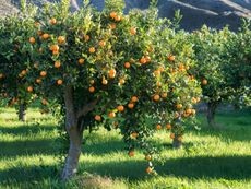 Rows of healthy citrus trees growing in a sunny orchard environment