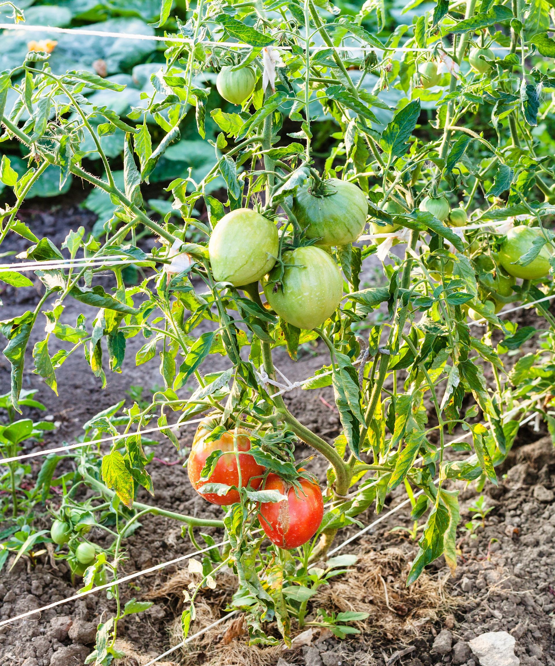 Rows of healthy tomato plants supported by the Florida weave trellising method using stakes and twine.
