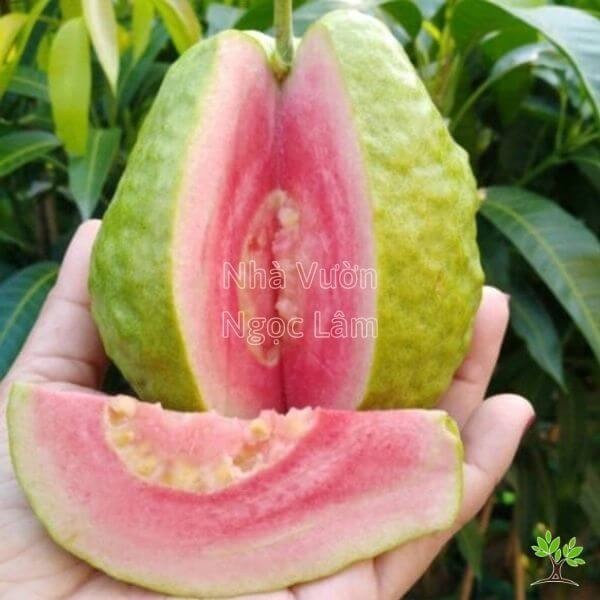 Ruby Guava fruit