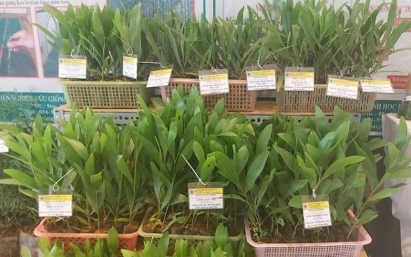 Scientists working on gene research to develop new high-quality tree varieties for sustainable forestry