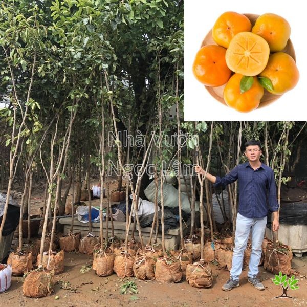 Several bright orange Crispy Persimmon fruits arranged together