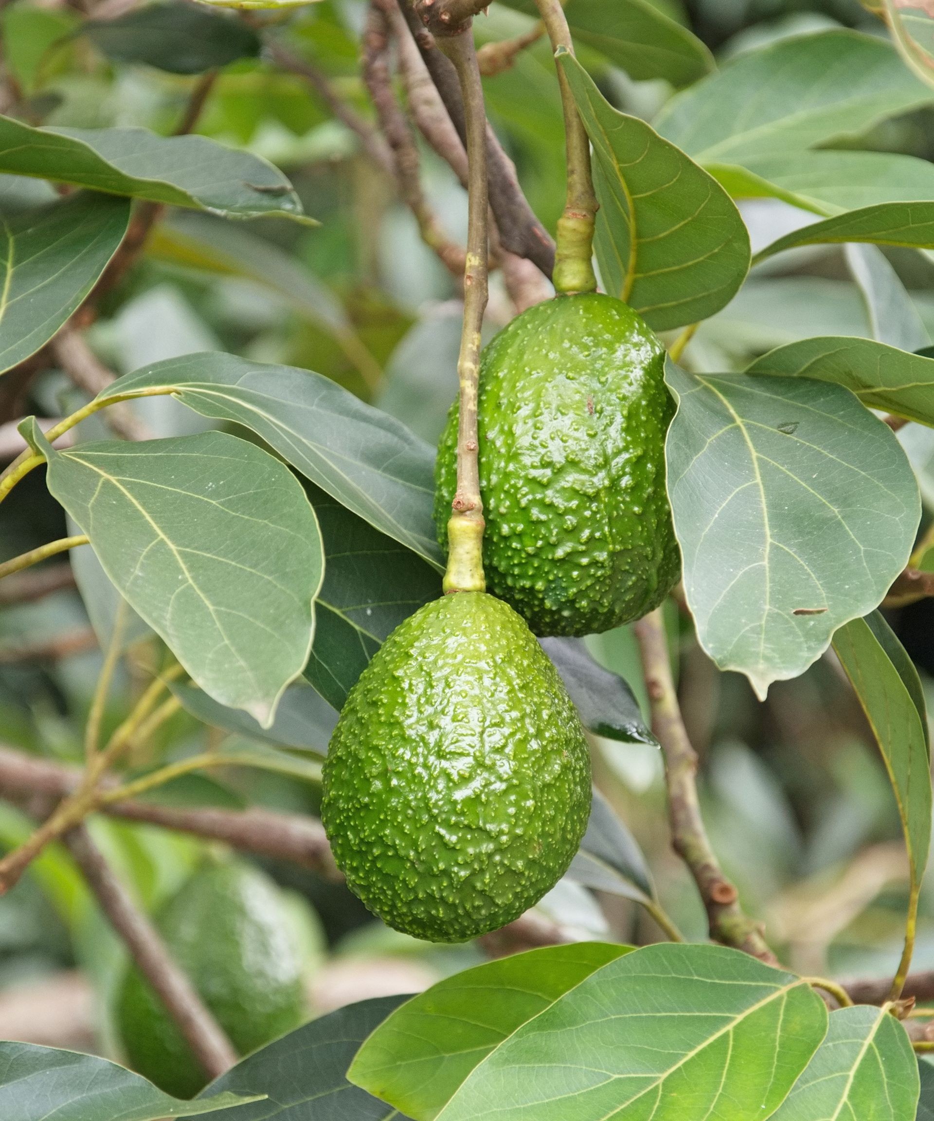 Several green avocados ripening on a young avocado tree