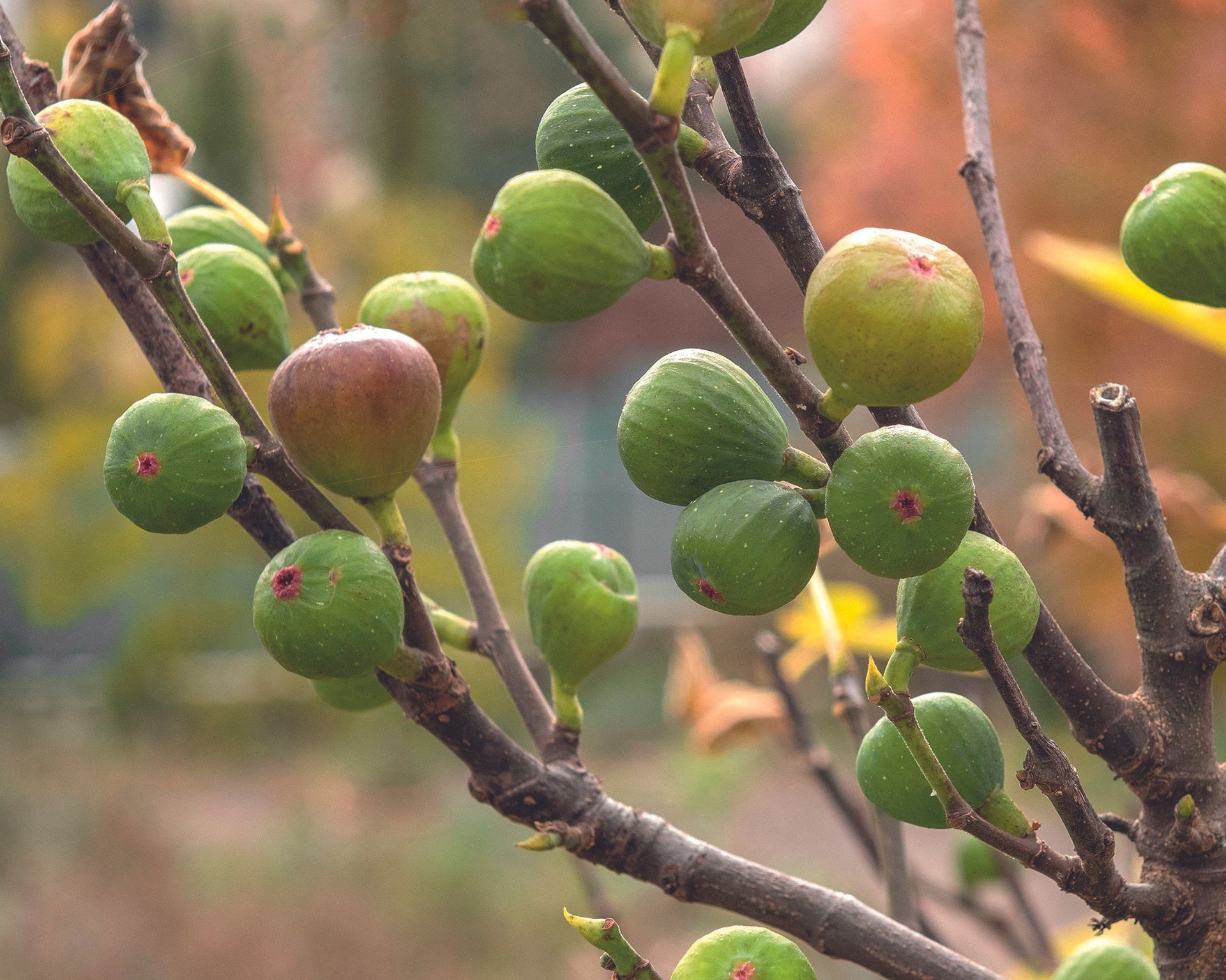 Several green figs growing on a leafy branch