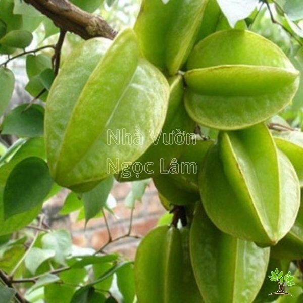 Several green, unripe star fruits with distinct ridges hanging from a branch of a small potted tree.