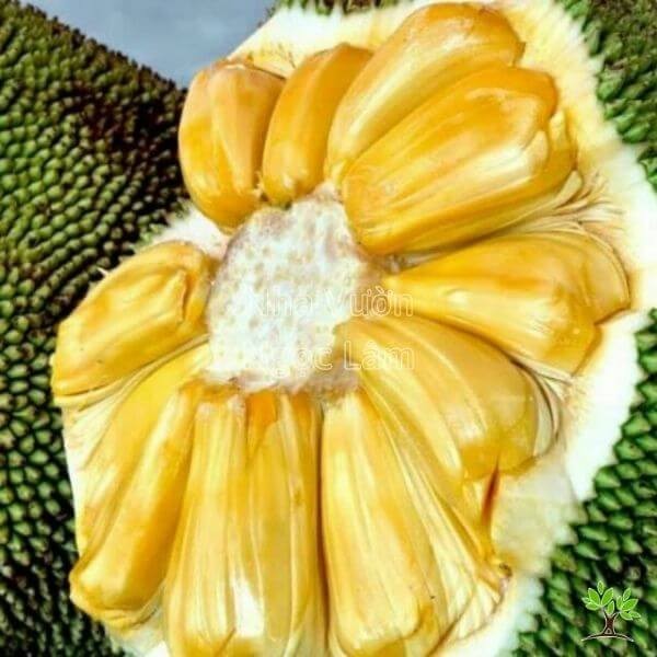 Several large, spiky green Super Early Thai Jackfruit fruits hanging from a tree