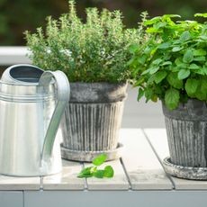 Several potted herbs in decorative silver containers alongside a watering can, ready for watering.