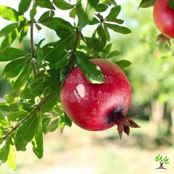 Several round, reddish-orange pomegranates ripening on the branches of a small, leafy tree in a container.