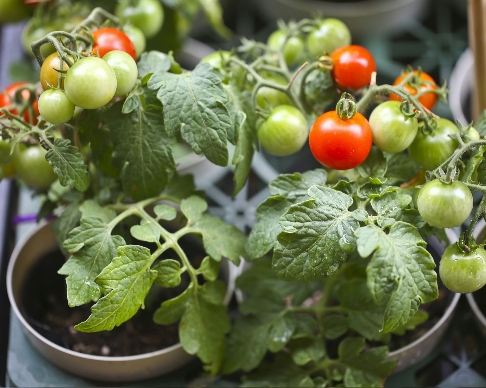 Several tall, vibrant green tomato plants heavily laden with ripening red tomatoes on their vines
