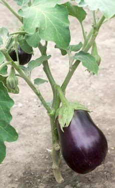 Single purple eggplant growing on a leafy plant