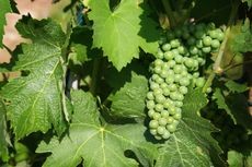 Small grape bunches growing on a grapevine in seemingly dry conditions, indicating drought tolerance