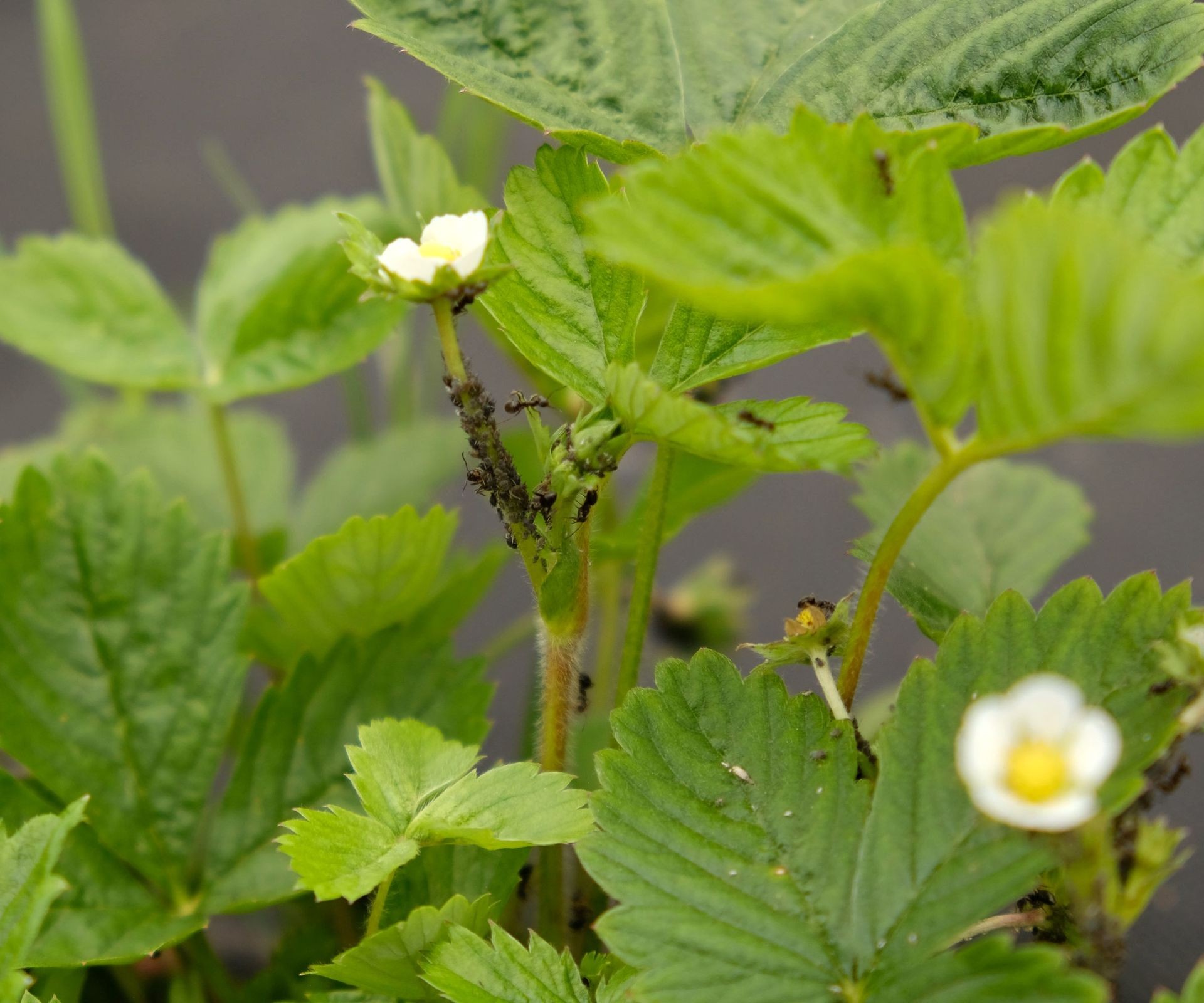 Small green aphids clustered on a strawberry plant stem and leaves