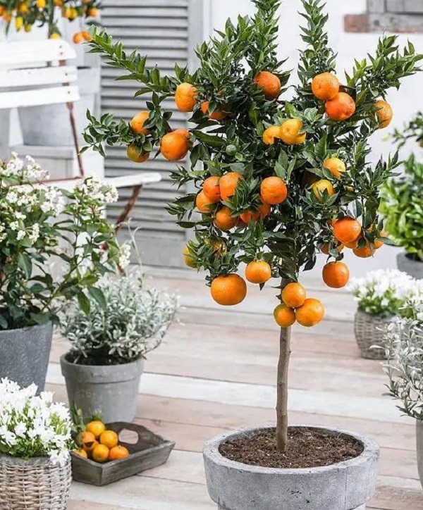 Small orange kumquat fruits on a leafy branch