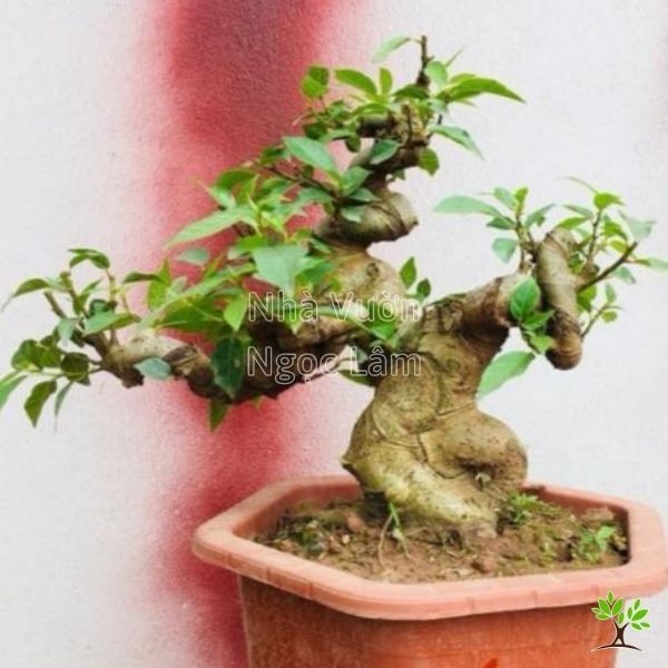 Small ornamental fig tree in a pot, trained with curving trunk and branches.