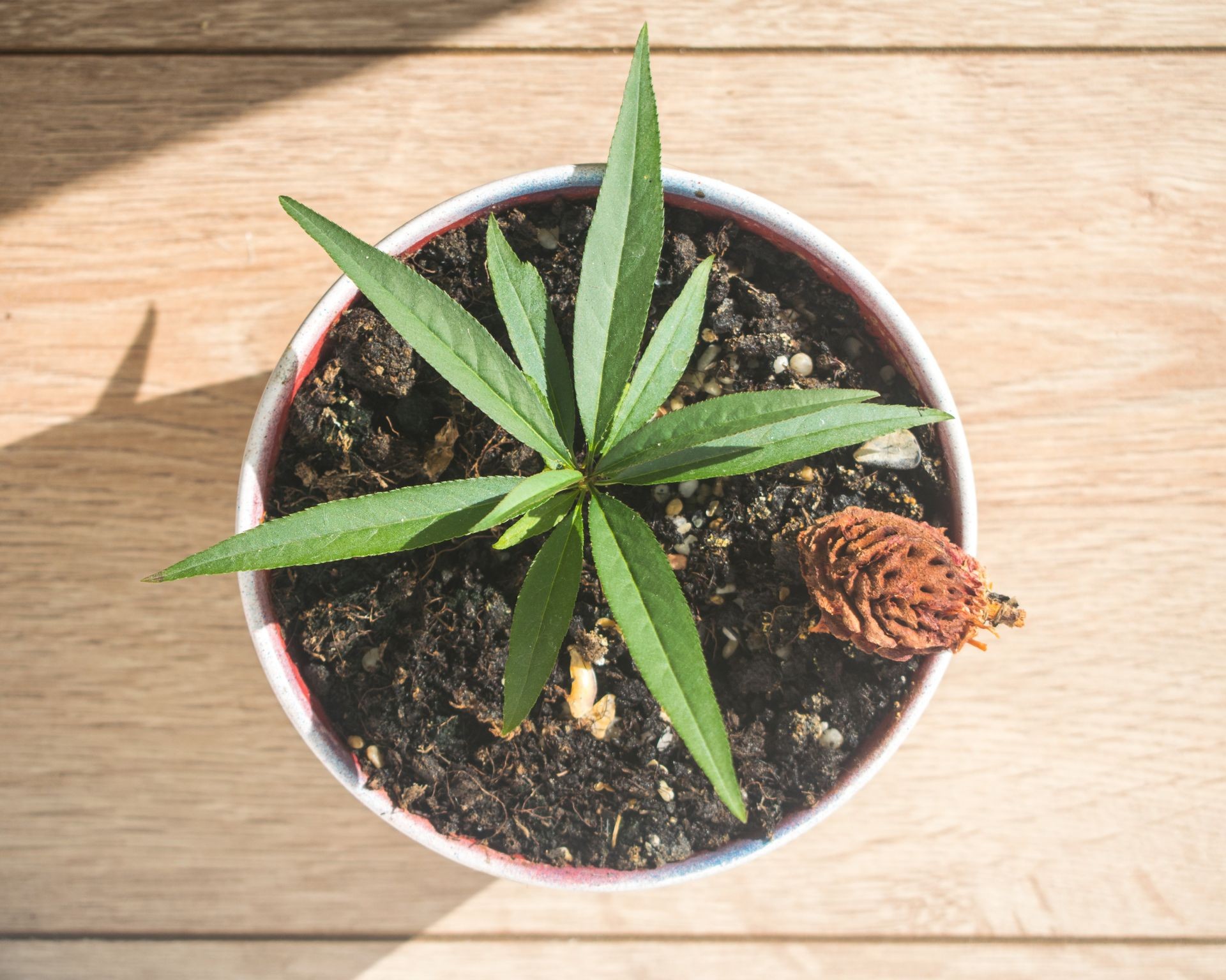 Small peach seedling growing in a pot
