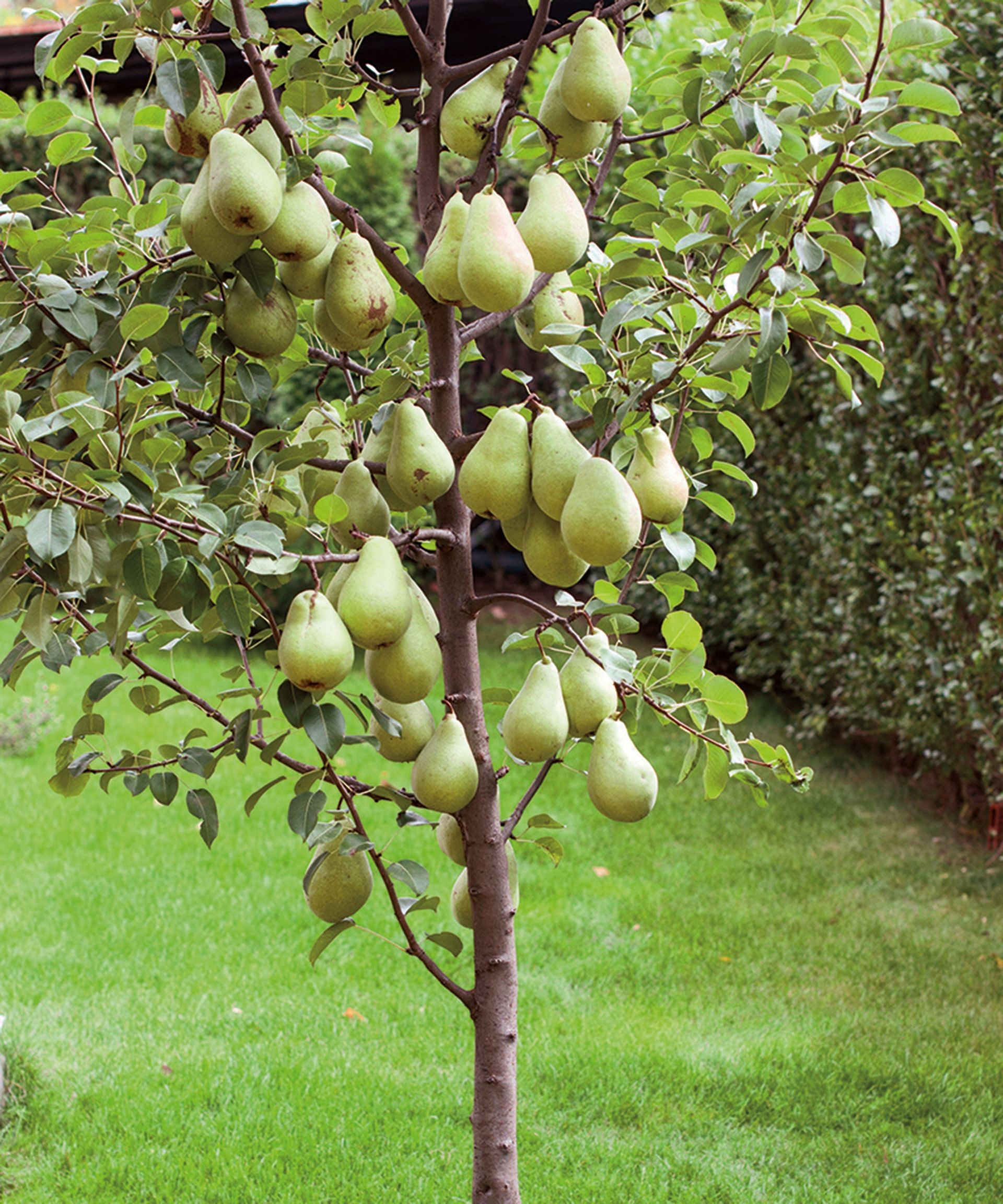 Small pear tree in a garden loaded with ripe green pears