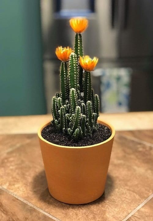 Small potted cactus houseplant with green spines