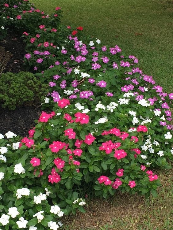 Small purple flowers with delicate petals blooming in a garden bed, creating a carpet of color.