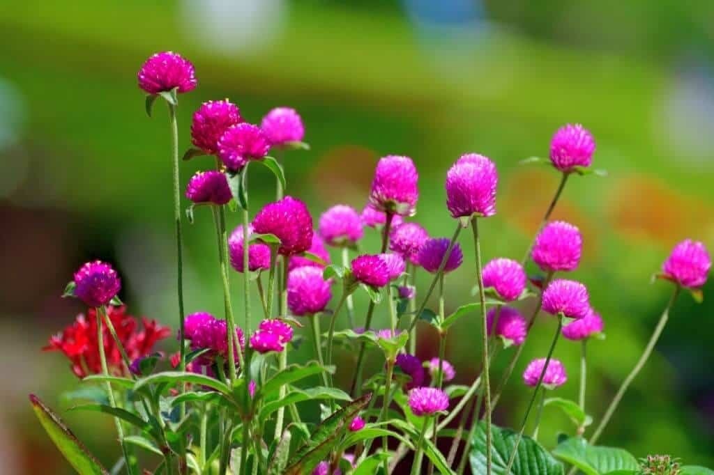 Small, spherical, purple-pink globe amaranth flowers clustered in a garden border.