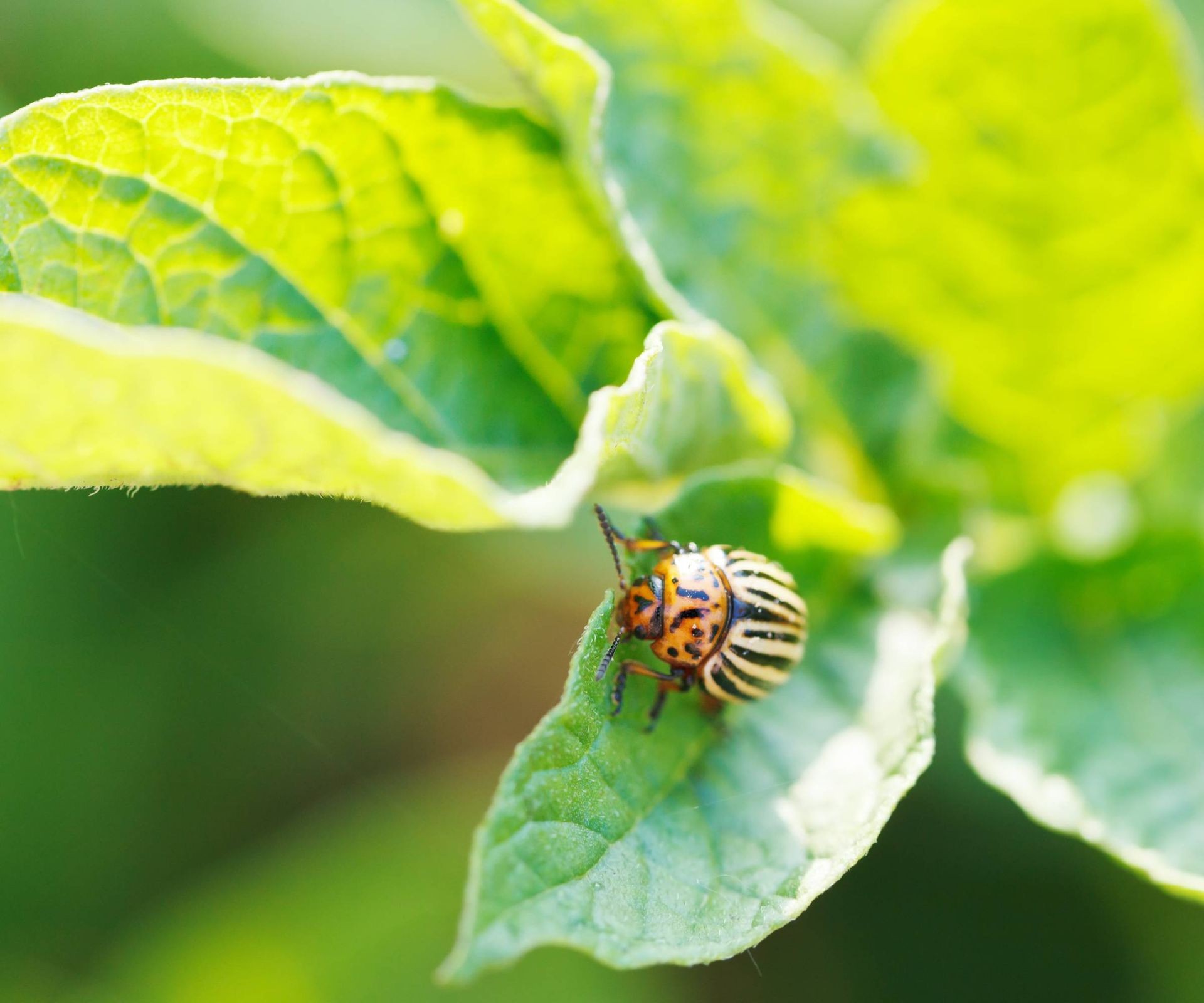 Small, striped Colorado potato beetle on a potato leaf