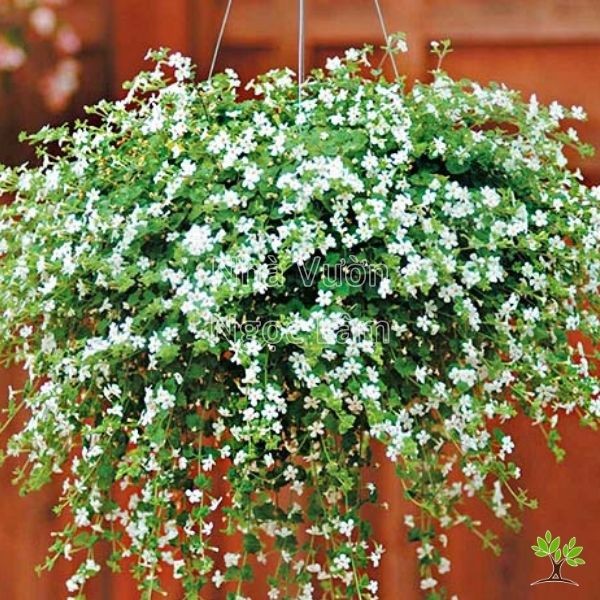 Small white and purple flowers blooming in a pot