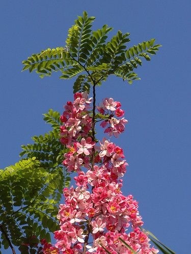 Soft pink-purple flowers covering the branches of a Pink Shower tree against a blue sky, a gentle beauty.