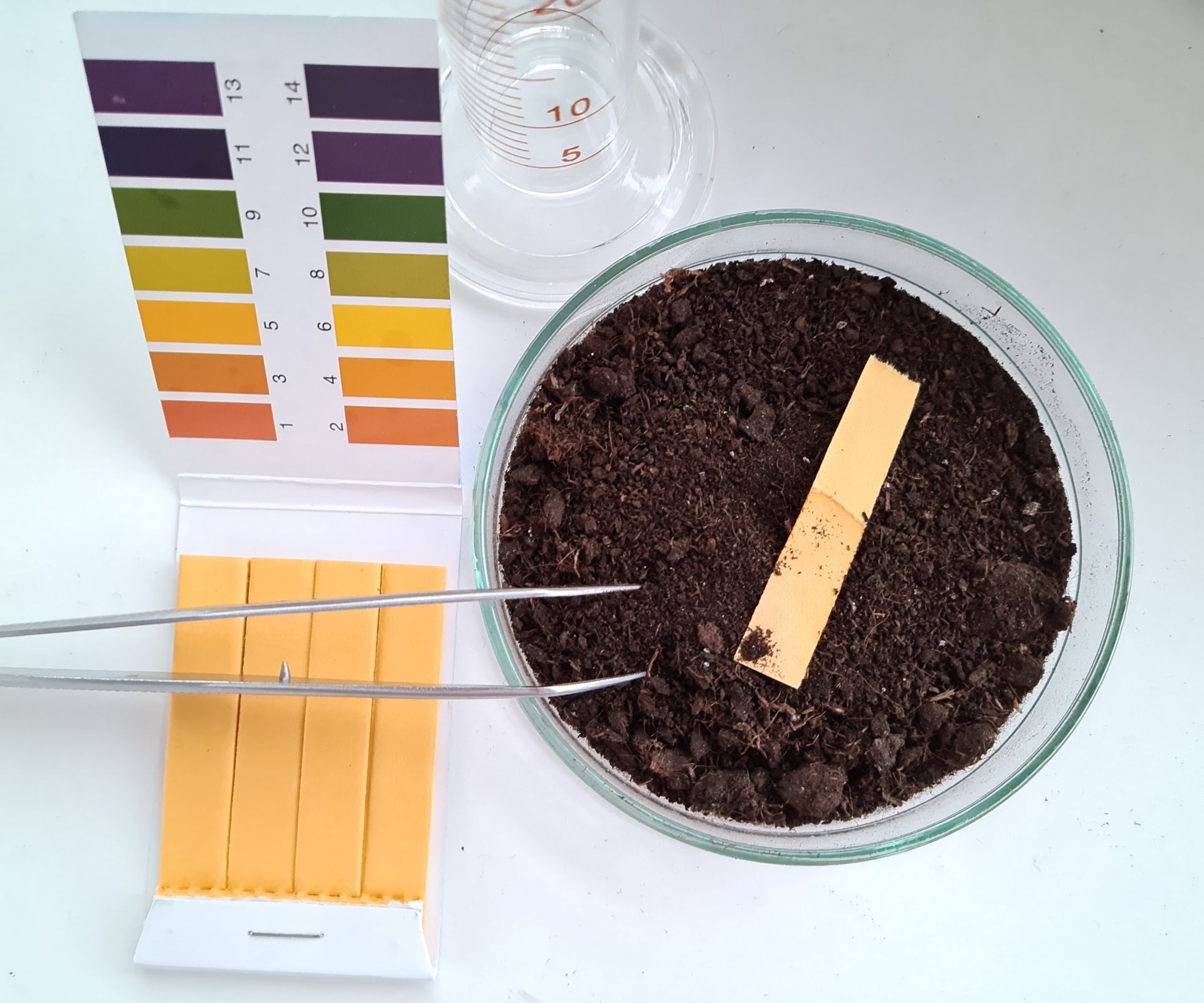 Soil pH test strips showing results in a petri dish, essential for determining soil acidity