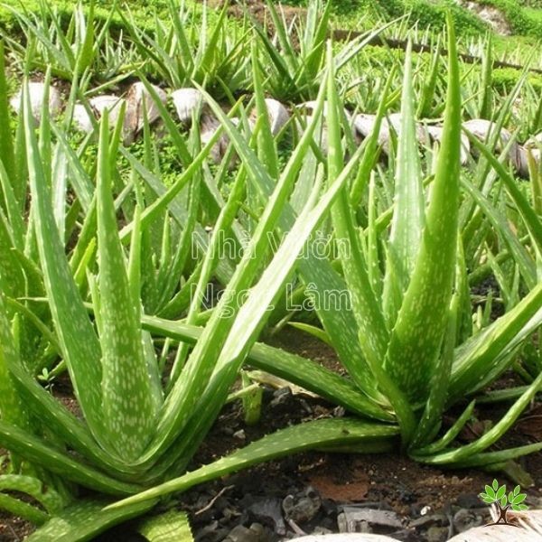 Spiky, fleshy leaves of an Aloe Vera plant in a pot, highlighting its drought tolerance and medicinal uses