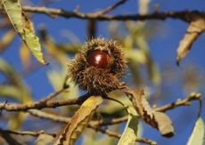 Spiny burs (hulls) containing chestnuts still attached to a tree branch.