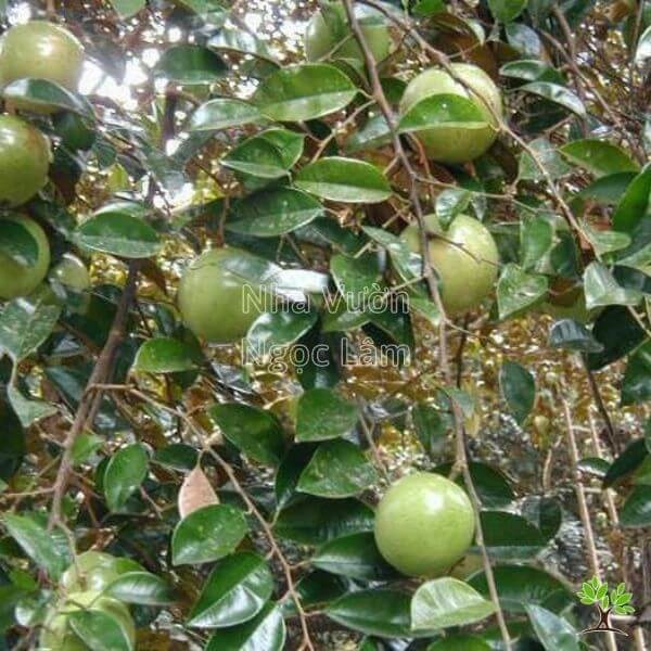 Star Apple Tree Fruit