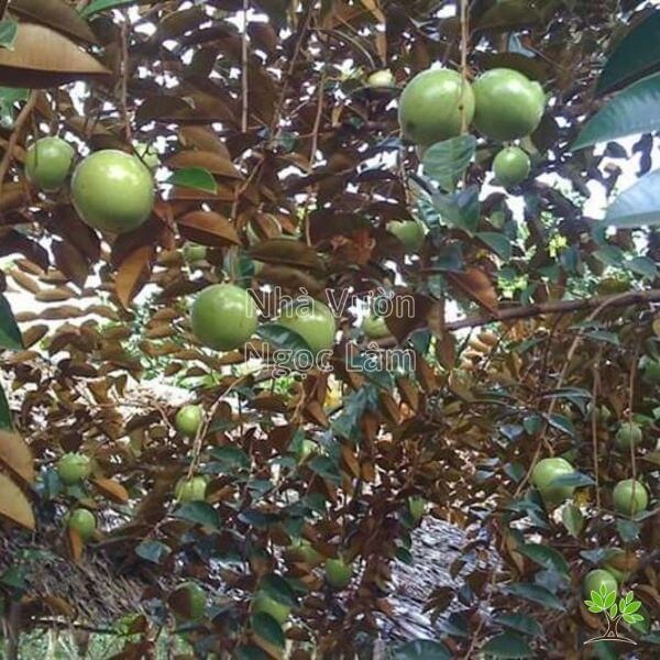 Star Apple Tree in Front Yard Feng Shui