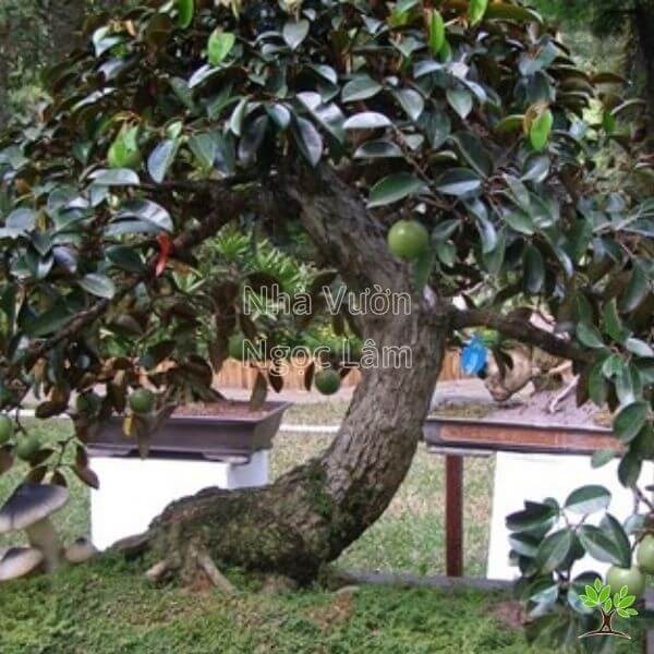 Star Apple Tree in Front Yard